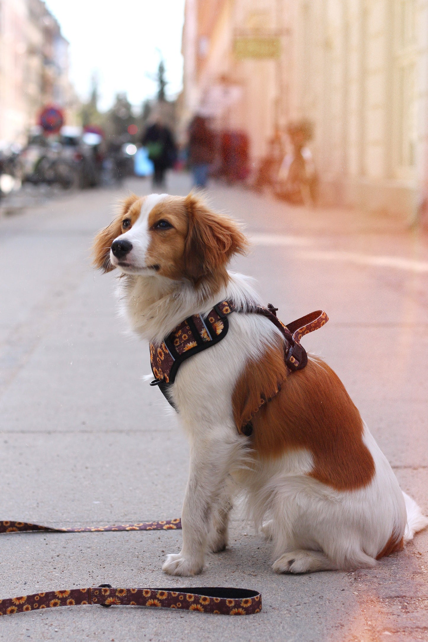 Adventure Trails dog harness - Sunflowers on my mind