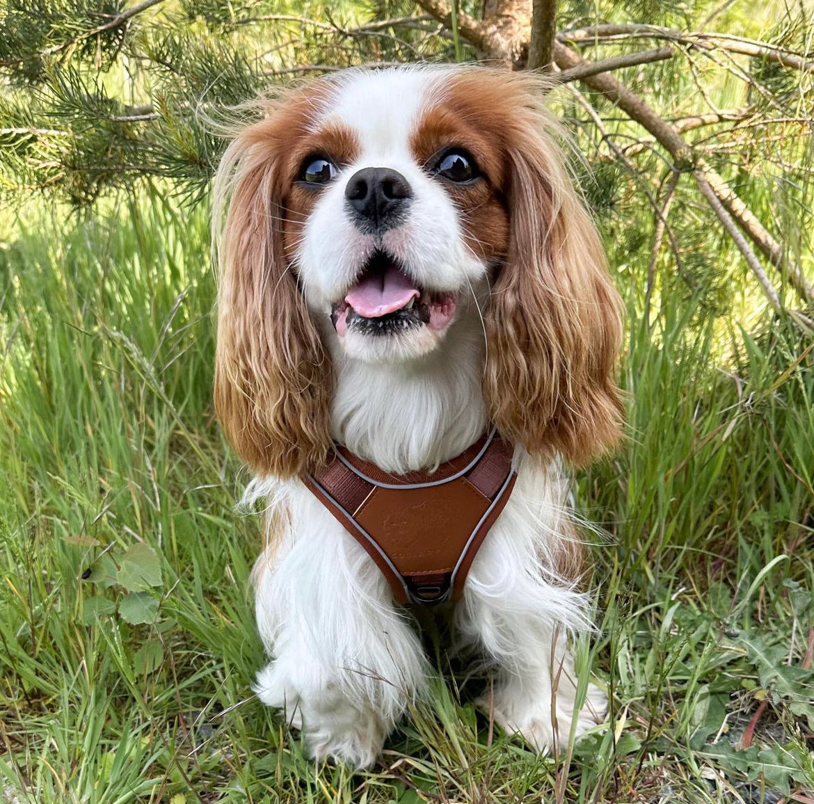 Terrain Trails dog harness - Caramel luxury