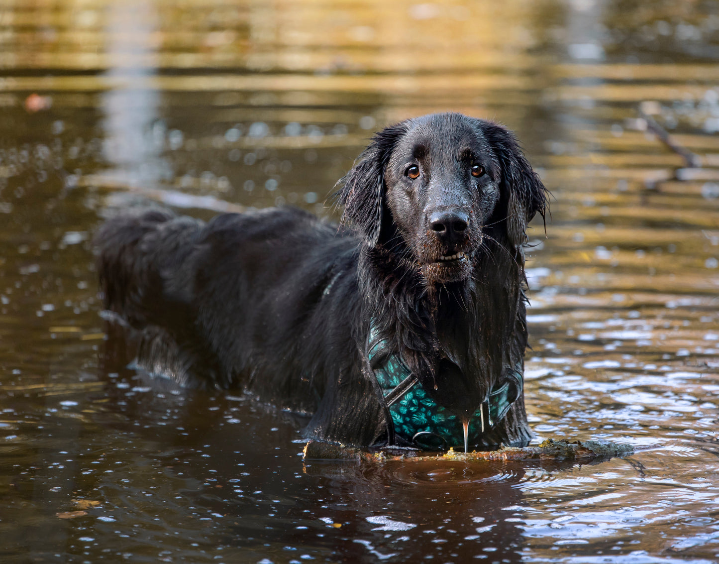 Adventure Trails Dog Harness - Evergreen