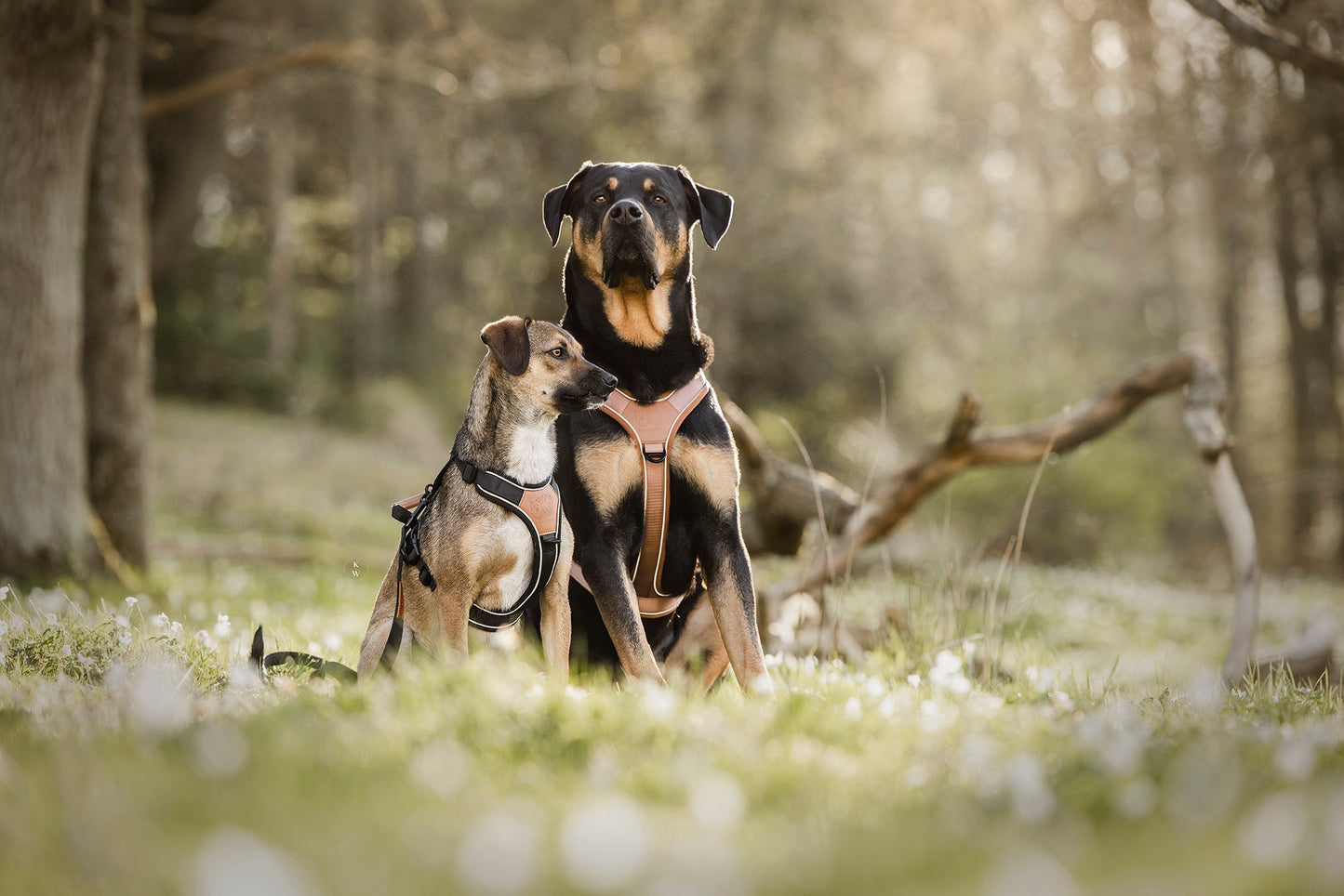 Terrain Trails dog harness - Caramel luxury