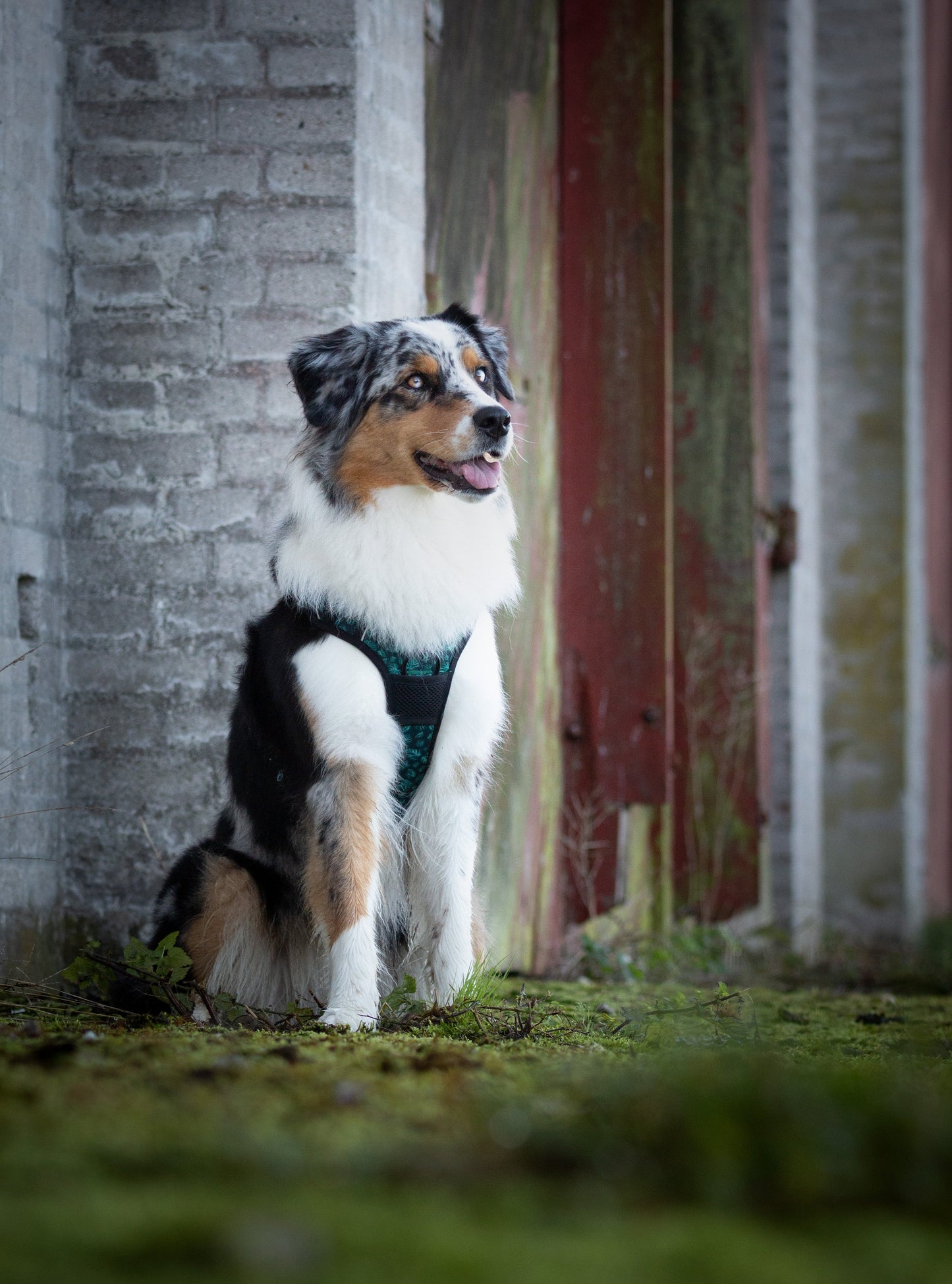 Adventure Trails Dog Harness - Evergreen