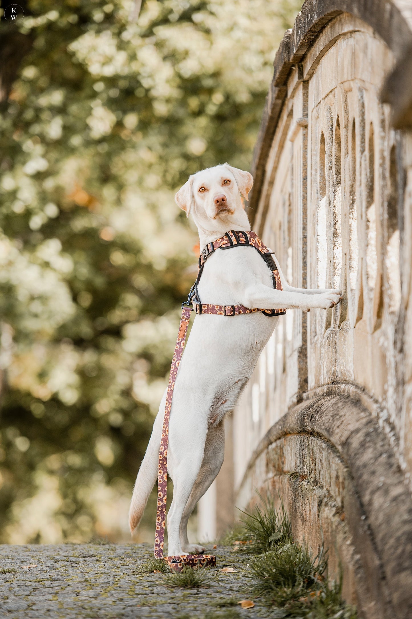 Adventure Trails dog harness - Sunflowers on my mind