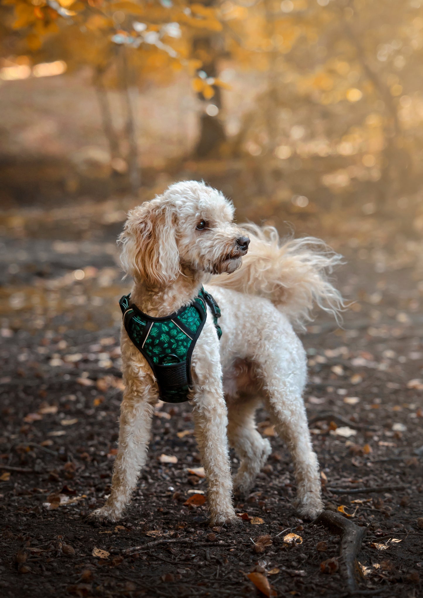Adventure Trails Dog Harness - Evergreen