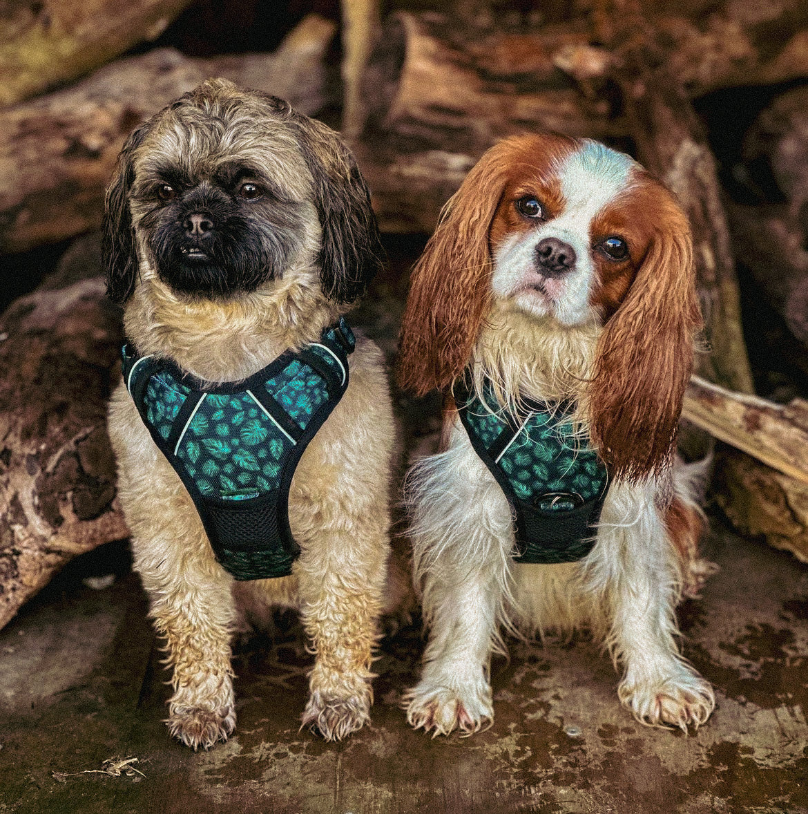 Adventure Trails Dog Harness - Evergreen