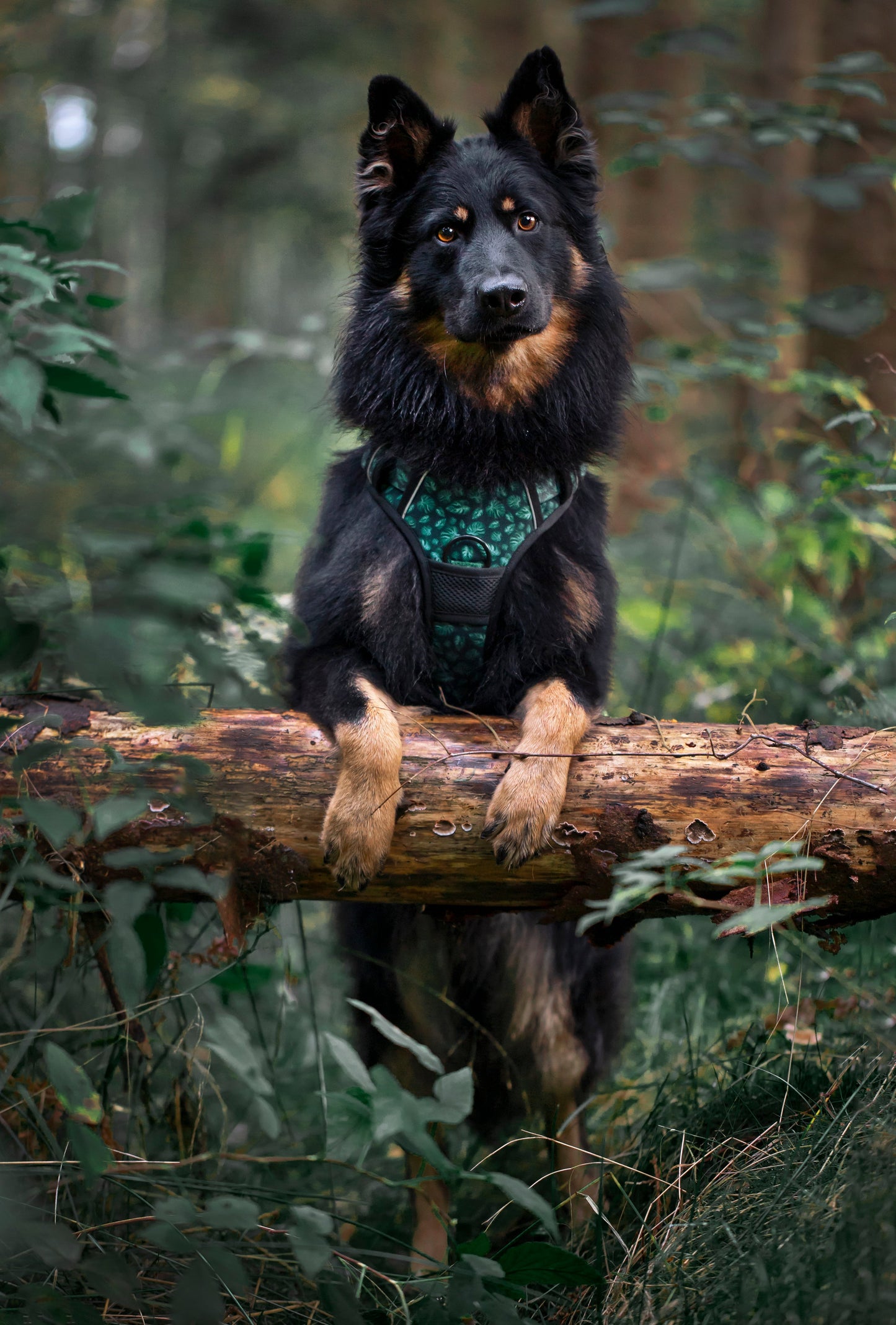 Adventure Trails Dog Harness - Evergreen