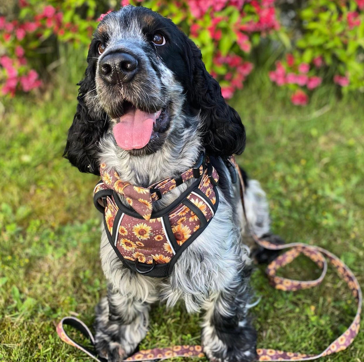 Adventure Trails dog harness - Sunflowers on my mind