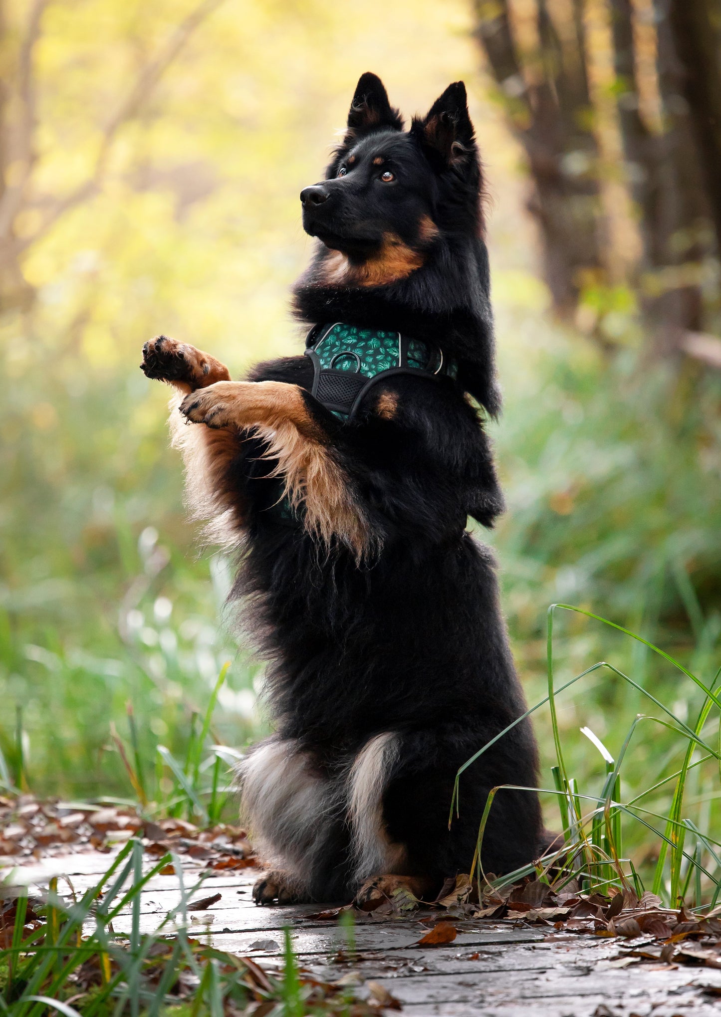 Adventure Trails Dog Harness - Evergreen