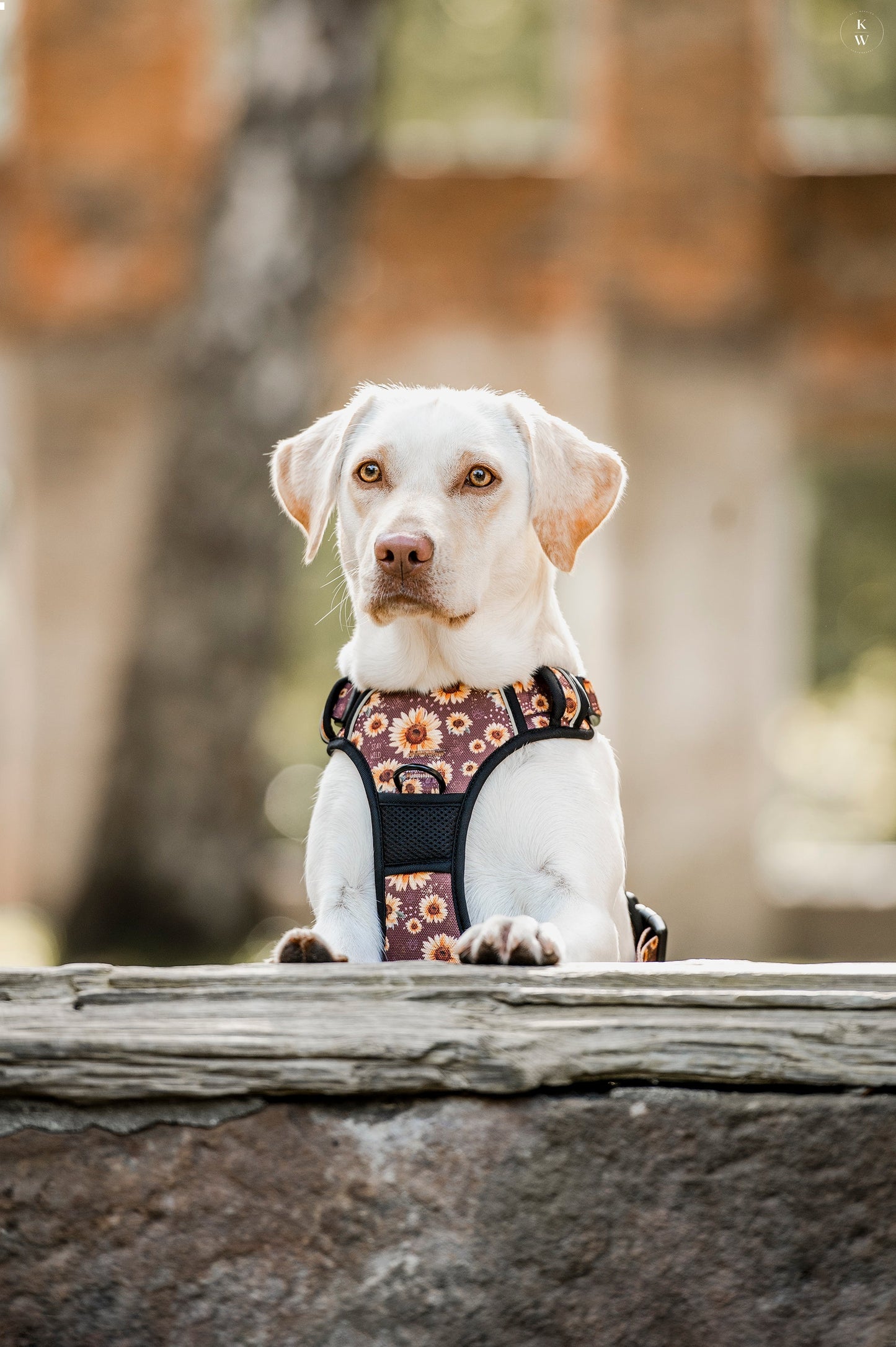 Adventure Trails dog harness - Sunflowers on my mind