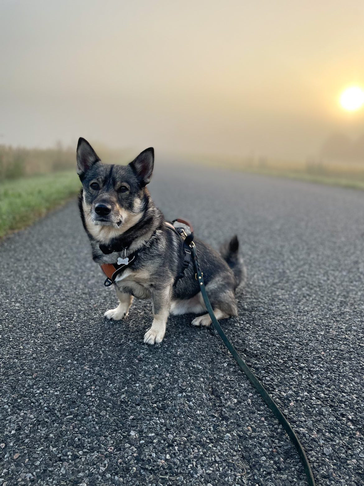 Terrain Trails dog harness - Stylish Black