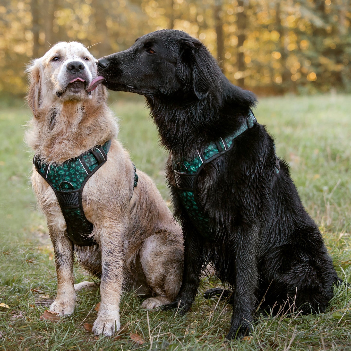 Adventure Trails Dog Harness - Evergreen