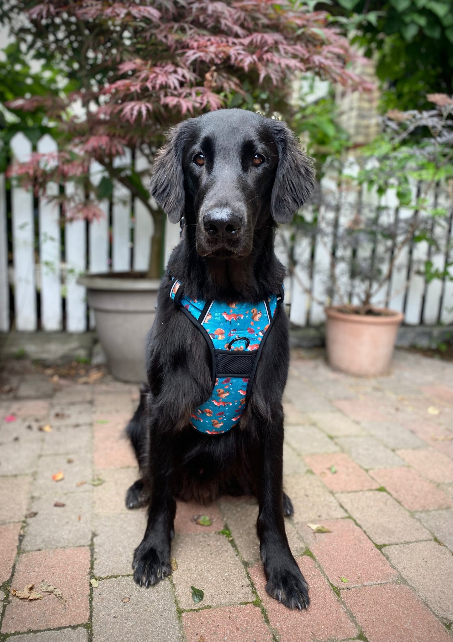 Adventure Trails Dog Harness - Hunting Ground
