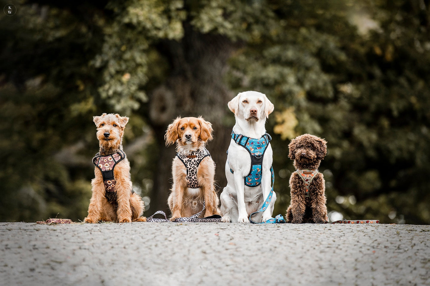 Adventure Trails Dog Harness - Hunting Ground