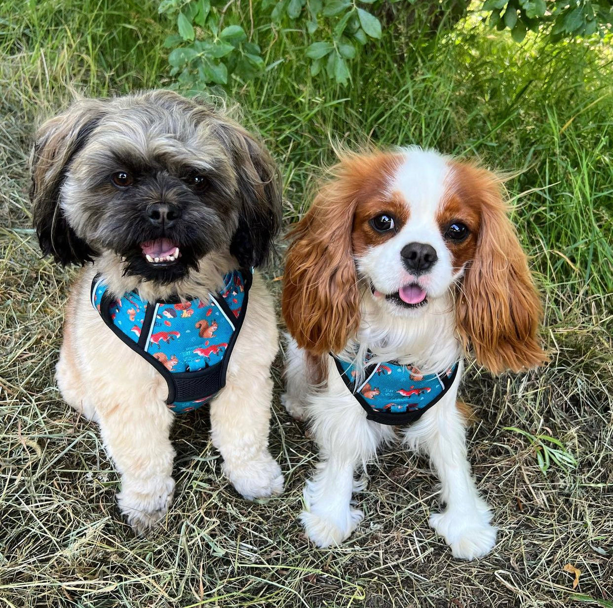 Adventure Trails Dog Harness - Hunting Ground