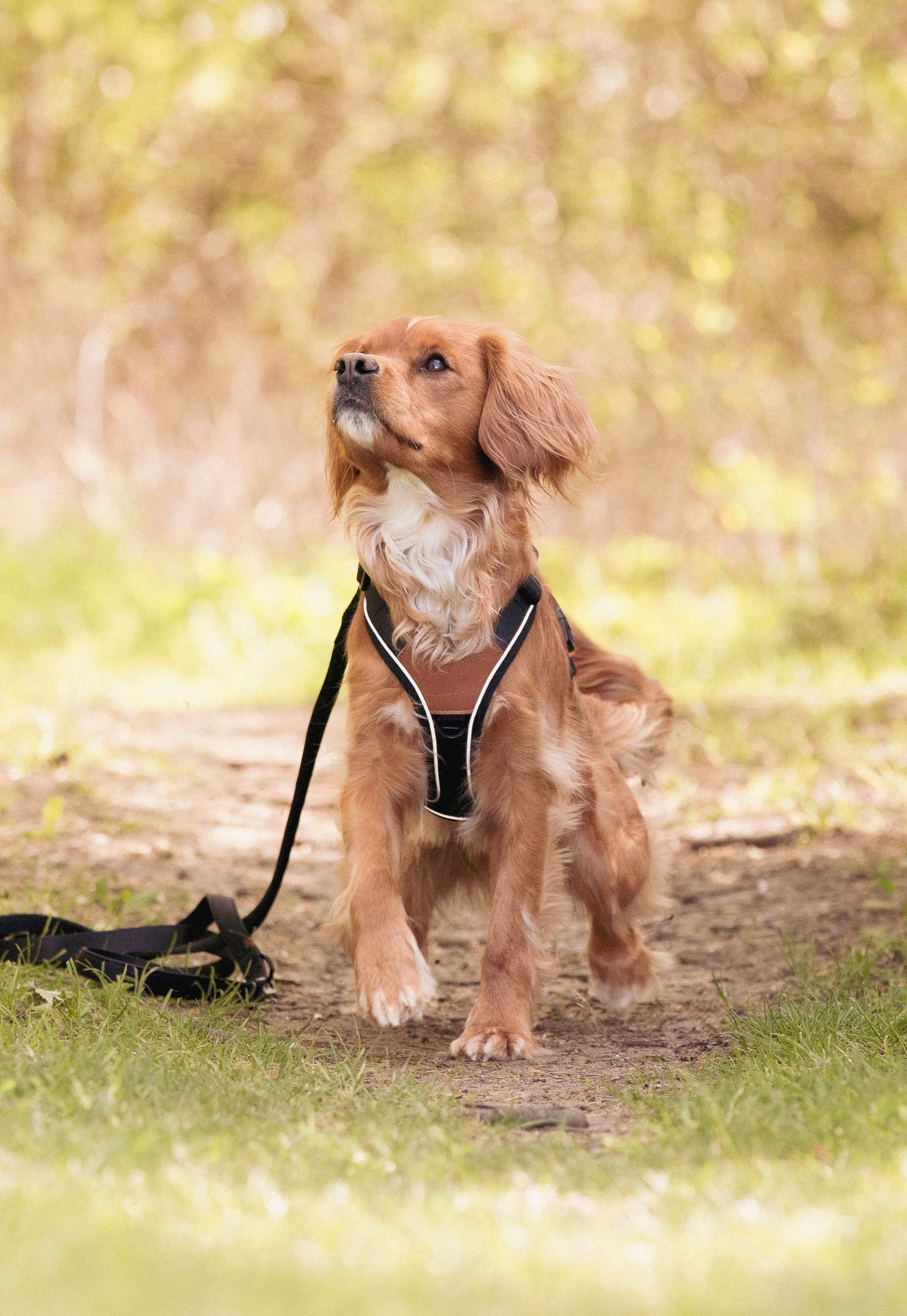 Terrain Trails dog harness - Stylish Black