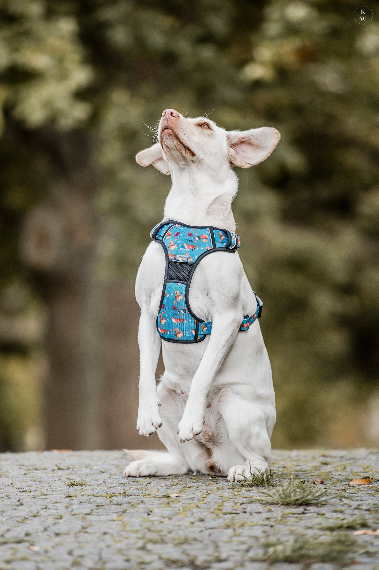 Adventure Trails Dog Harness - Hunting Ground