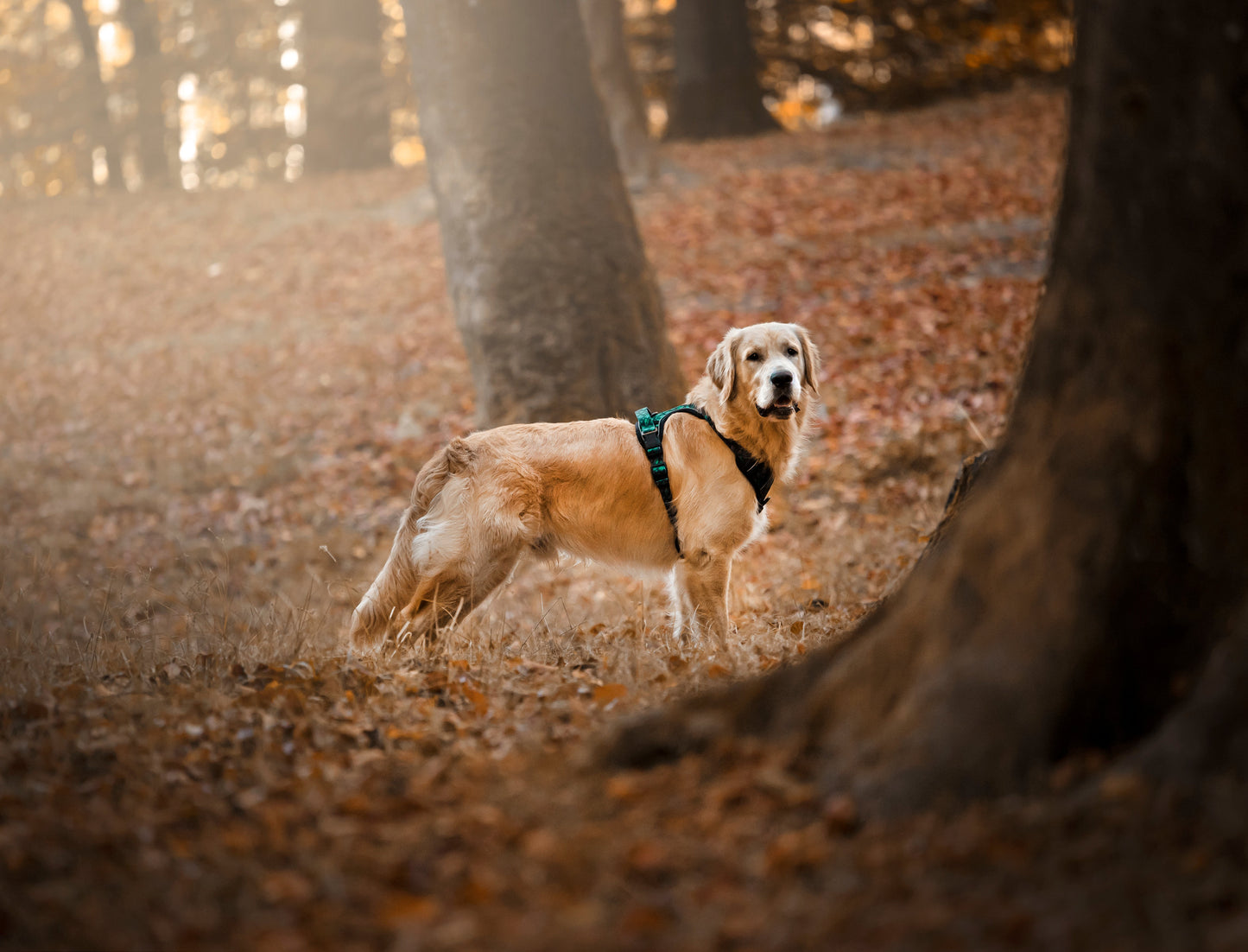 Adventure Trails Dog Harness - Evergreen