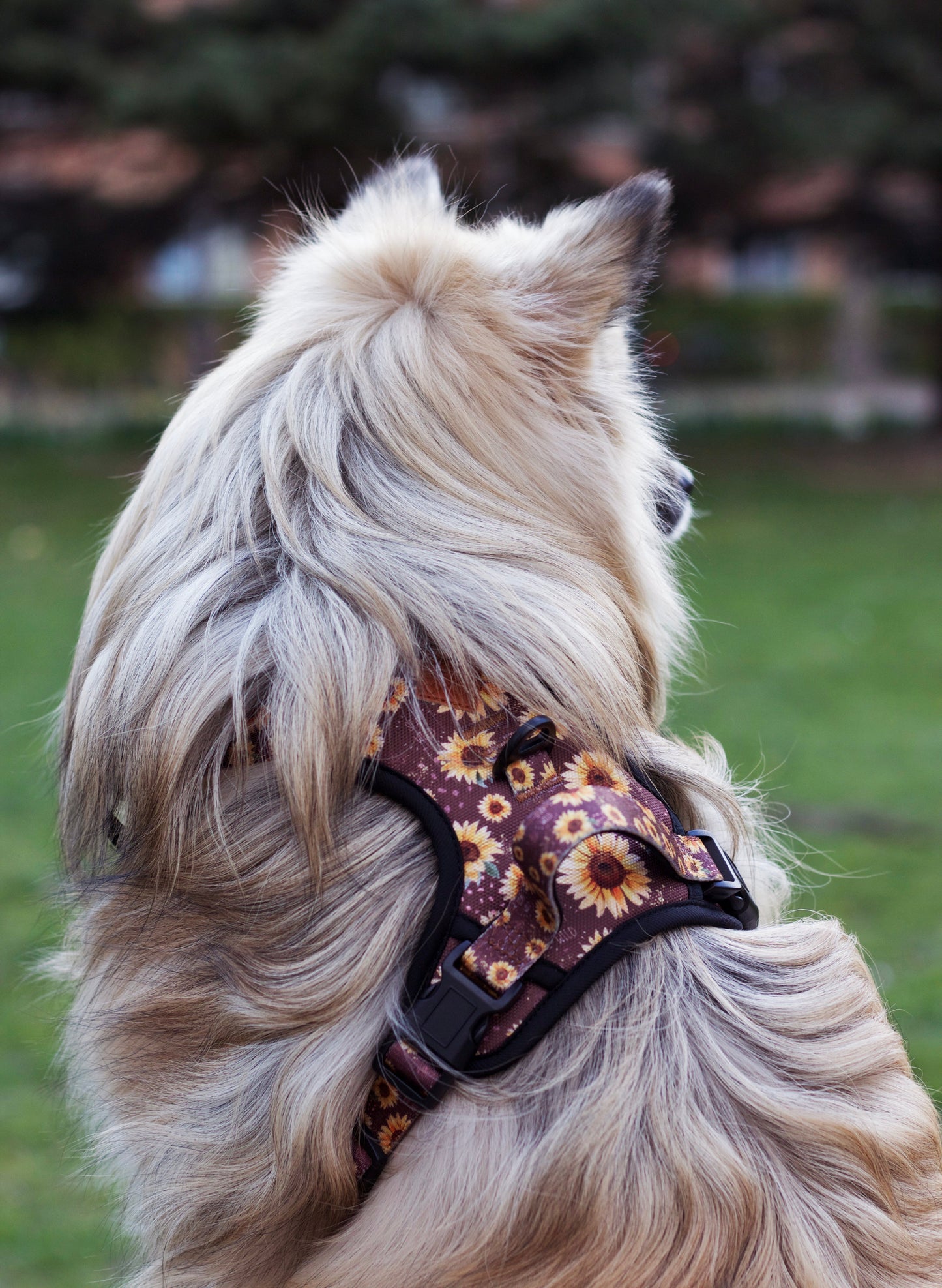 Adventure Trails dog harness - Sunflowers on my mind