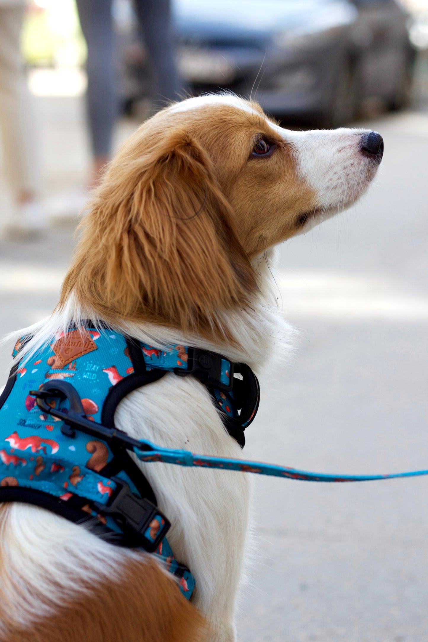 Adventure Trails Dog Harness - Hunting Ground