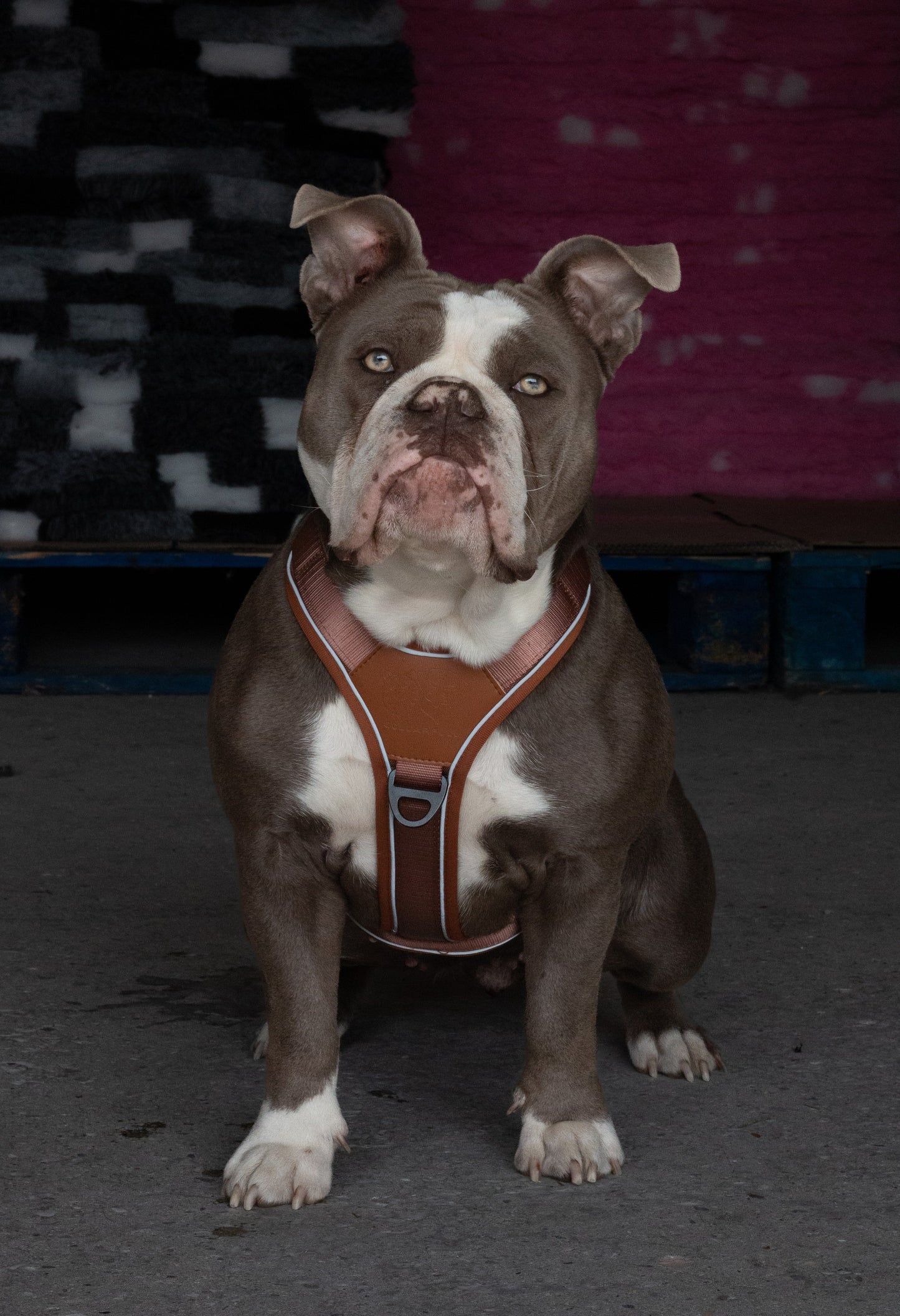 Terrain Trails dog harness - Caramel luxury