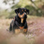 Terrain Trails dog harness - Stylish Black