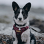 Adventure Trails Dog Harness - Burgundy Herringbone Tweed 