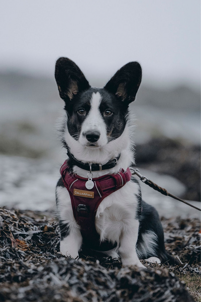 Adventure Trails Dog Harness - Burgundy Herringbone Tweed 