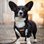 Adventure Trails Dog Harness - Black Herringbone Tweed