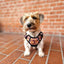 Adventure Trails dog harness - Sunflowers on my mind