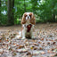 Tiny Trails step-in dog harness - Leaf me not
