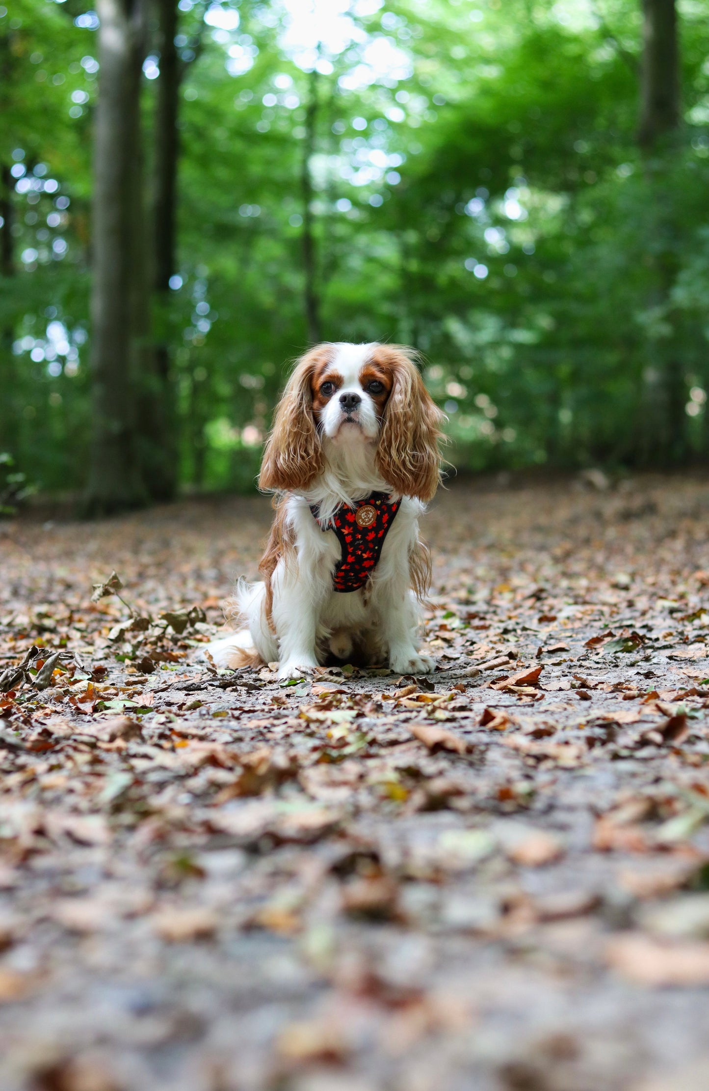 Tiny Trails step-in dog harness - Leaf me not