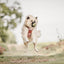 Adventure Trails dog harness - Take a break, with Coffee N' Cake