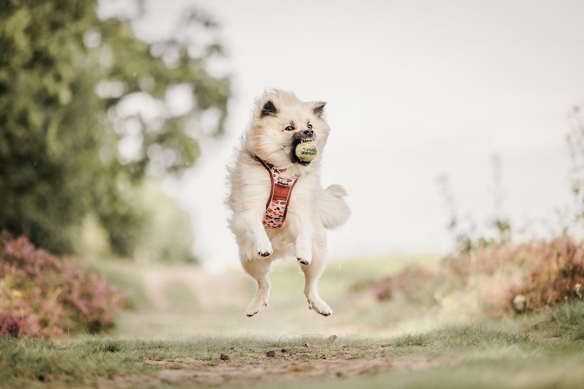 Adventure Trails dog harness - Take a break, with Coffee N' Cake