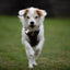 Adventure Trails dog harness - Leaf me not