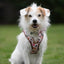 Tiny Trails step-in dog harness - Take a break, with Coffee N' Cake