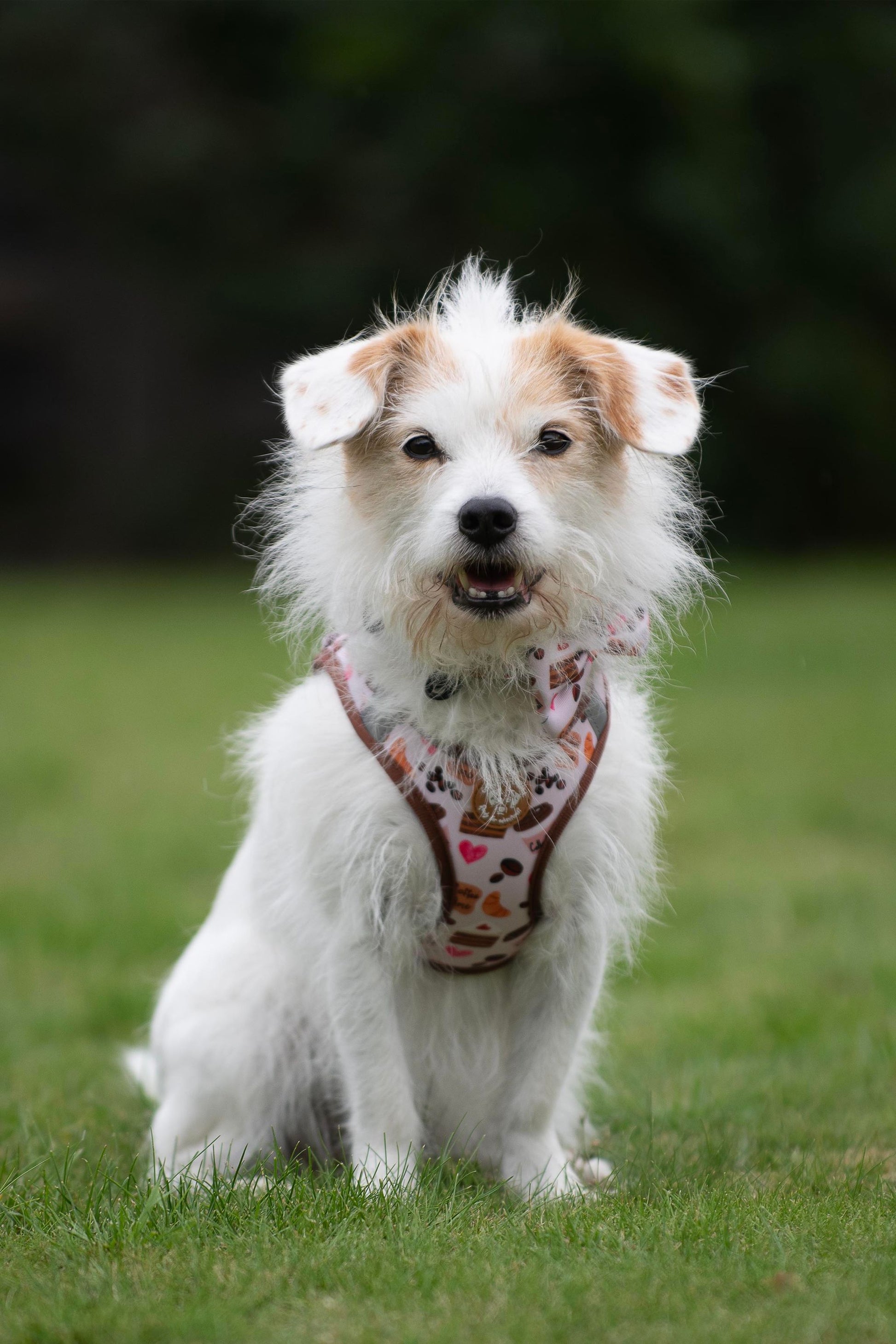 Tiny Trails step-in dog harness - Take a break, with Coffee N' Cake