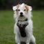 Adventure Trails dog harness - Leaf me not