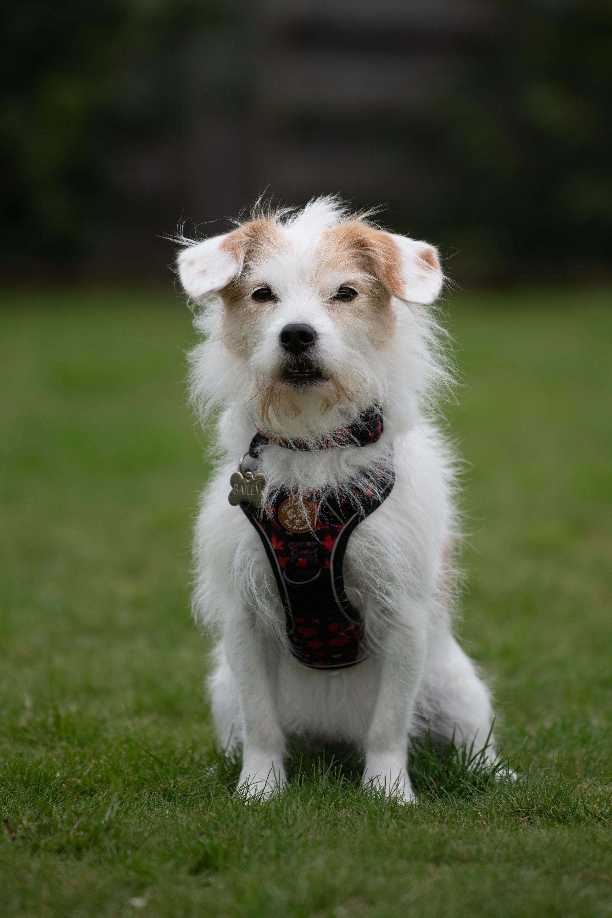Adventure Trails dog harness - Leaf me not
