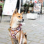 Tiny Trails step-in dog harness - Take a break, with Coffee N' Cake
