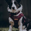 Adventure Trails Dog Harness - Burgundy Herringbone Tweed 