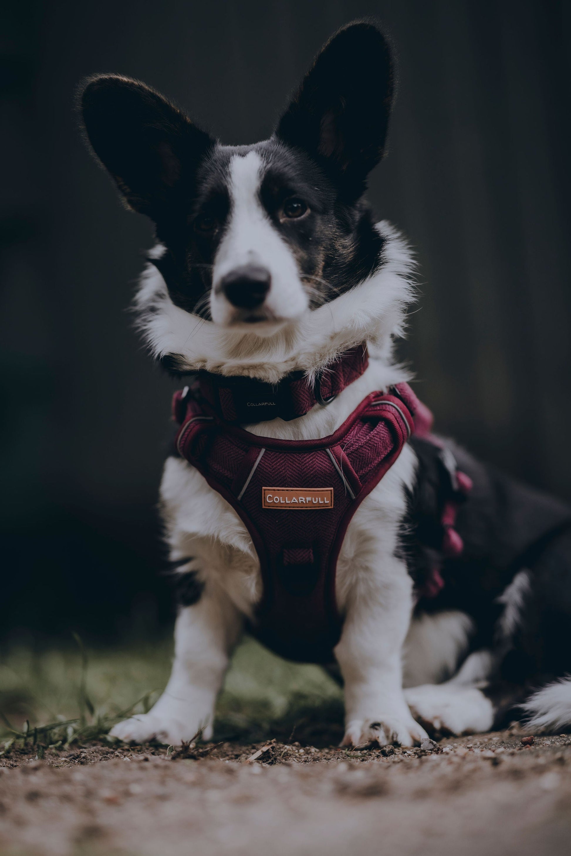 Adventure Trails Dog Harness - Burgundy Herringbone Tweed 