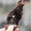 Horsehide strips with fur - 200g. 