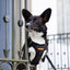 Adventure Trails Dog Harness - Black Herringbone Tweed