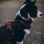 Adventure Trails Dog Harness - Burgundy Herringbone Tweed 