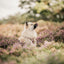 Adventure Trails dog harness - Take a break, with Coffee N' Cake