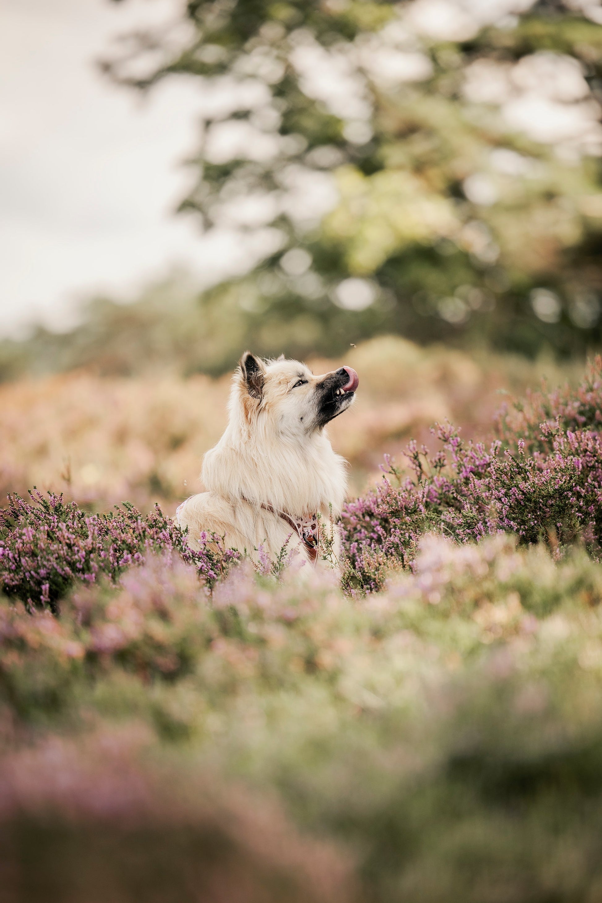 Adventure Trails dog harness - Take a break, with Coffee N' Cake