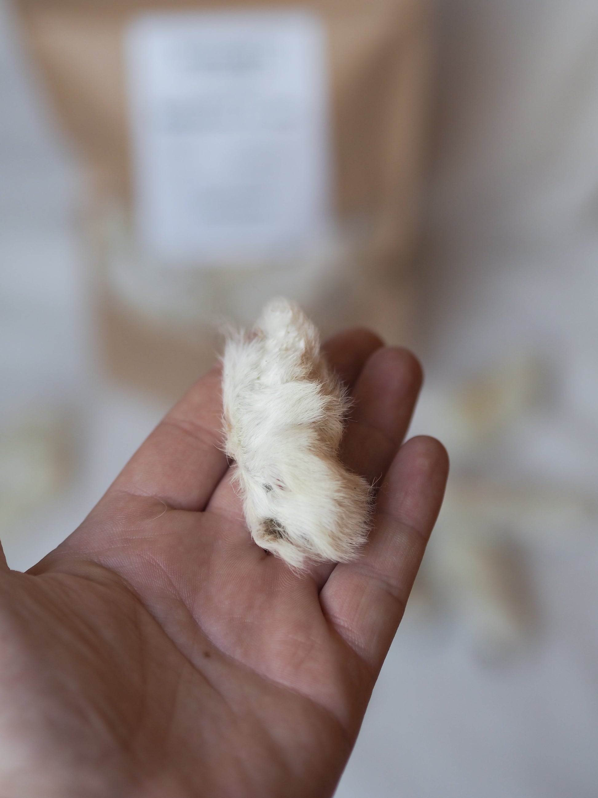 Rabbit paws with fur 