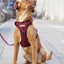 Adventure Trails Dog Harness - Burgundy Herringbone Tweed 