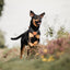 Terrain Trails dog harness - Stylish Black