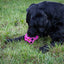 Dog Comets Moonstone Treat cube
