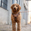 Adventure Trails Dog Harness - Brown Herringbone Tweed